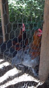 A Mama Hen’s Worst Fears: Moving Chicks Into the Henhouse Image